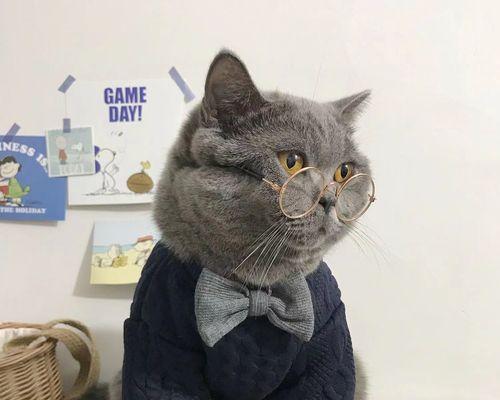 挑选适合宠物的美短猫咪毛绒玩具（打造快乐的宠物生活）