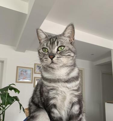 美短猫咪的外出之乐（以宠物为主）
