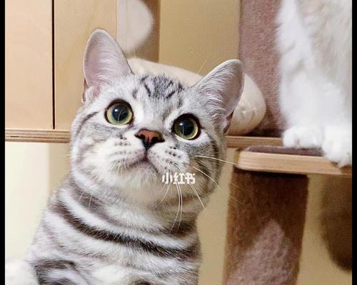 美短猫咪的外出之乐（以宠物为主）