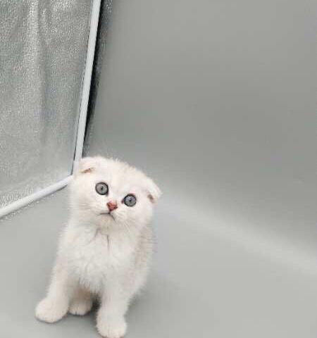 美短与英短折耳猫——两大折耳猫族群的魅力（探秘折耳猫的身世、特点和养护之道）