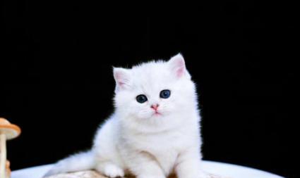 美短与英短折耳猫——两大折耳猫族群的魅力（探秘折耳猫的身世、特点和养护之道）