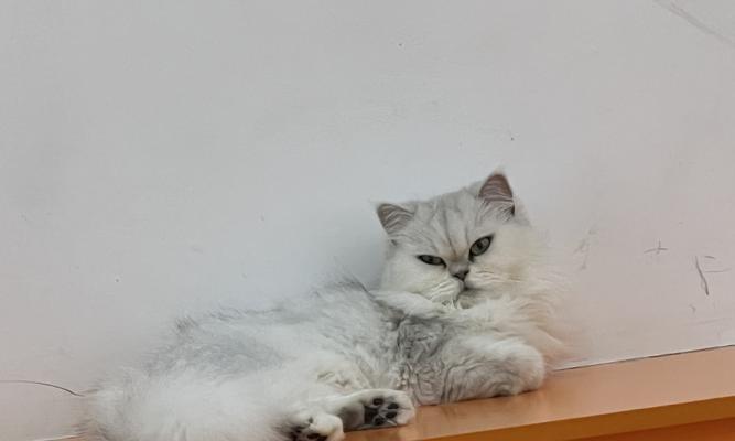 萌宠乐园猫咪大冒险（探寻猫咪世界的奇妙之旅）