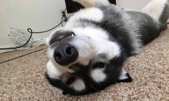 哈士奇与猫咪的萌哭故事（两只萌宠的惊人互动让人捧腹大笑）