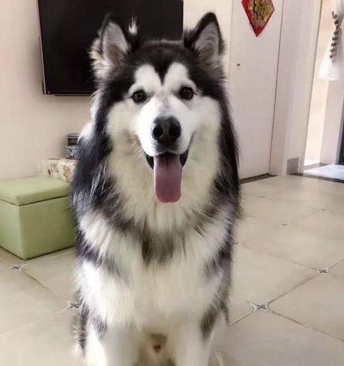 《萌萌的阿拉斯加幼犬——天使般的宠物》（以这些可爱的小生命为伴）