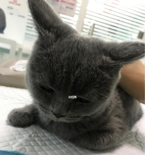 用蒙脱石散解决宠物猫咪拉软便的问题（探讨蒙脱石散对猫咪消化系统的作用及适用情况）