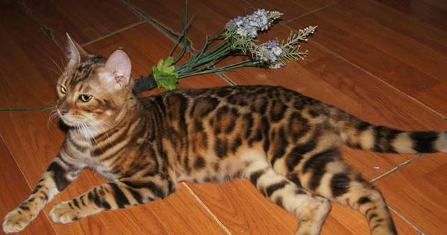 孟加拉豹猫的生活环境（探究孟加拉豹猫适宜的居住环境及其生活习性）