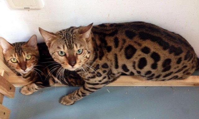 孟加拉豹猫的生活环境（探究孟加拉豹猫适宜的居住环境及其生活习性）