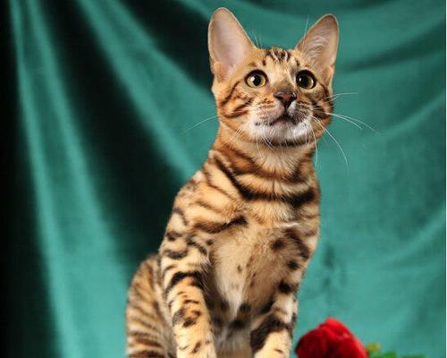 孟加拉豹猫的生活环境（探究孟加拉豹猫适宜的居住环境及其生活习性）