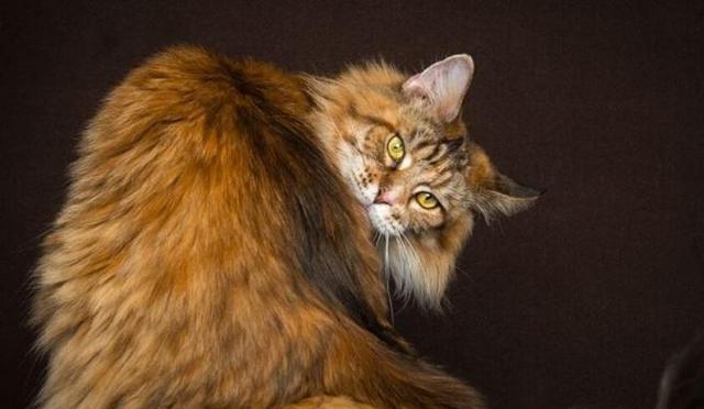 缅因猫和布偶猫的比较（探究宠物世界中的两大猫种）