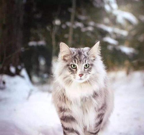 缅因猫和布偶猫的比较（探究宠物世界中的两大猫种）
