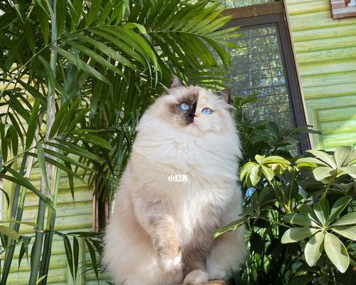 缅因猫和布偶猫的比较（探究宠物世界中的两大猫种）