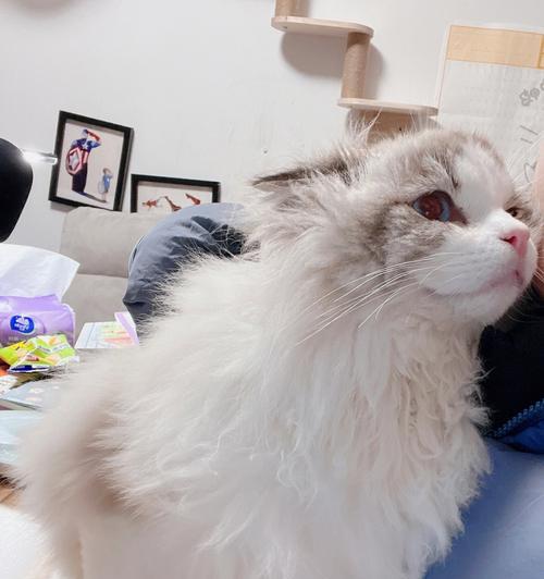 缅因猫和布偶猫耳朵的区别（探究不同品种宠物猫的特点与特色）