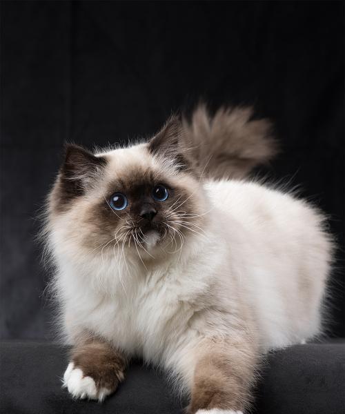 缅因猫和布偶猫耳朵的区别（探究不同品种宠物猫的特点与特色）