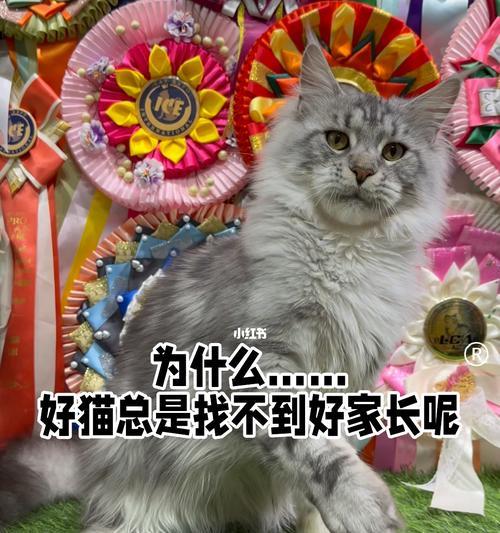 缅因猫和布偶猫耳朵的区别（探究不同品种宠物猫的特点与特色）