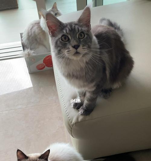 缅因猫和布偶猫谁更黏人（以宠物为主）