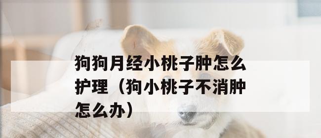 母狗狗的桃子——一场滴血的考验（从宠物主人角度看待母狗生育健康）