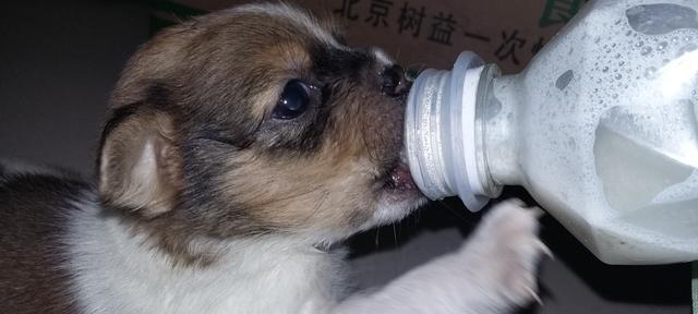 宠物照顾指南，教您应对母狗无奶水的情况（宠物照顾指南）