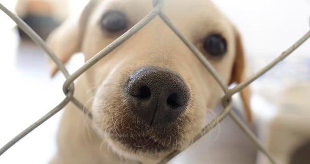 母狗离世后如何喂养幼犬（探索适合宠物幼犬的喂养方法）