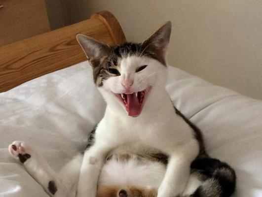 母猫不认小猫了，怎么办（宠物爱心大考验）