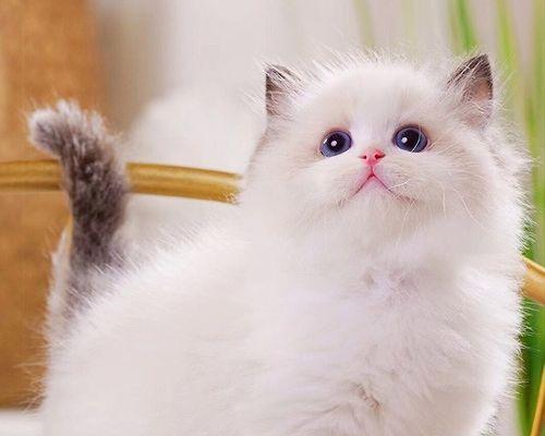 母猫带小猫换地方的时间和方法（宠物养护之母猫如何迁移幼猫）