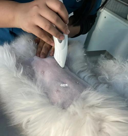 母猫带小猫换地方的时间和方法（宠物养护之母猫如何迁移幼猫）