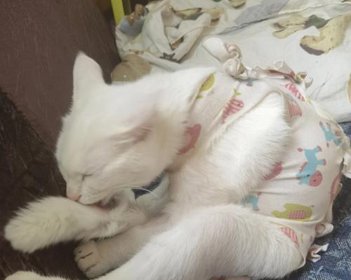 母猫带小猫换地方的时间和方法（宠物养护之母猫如何迁移幼猫）