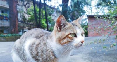 母猫是否会吃掉小猫（宠物猫的保护本能与人工干预的必要性）