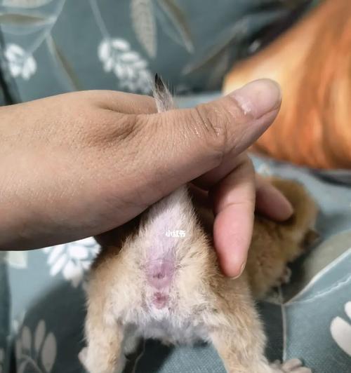 母猫是否会吃掉小猫（宠物猫的保护本能与人工干预的必要性）