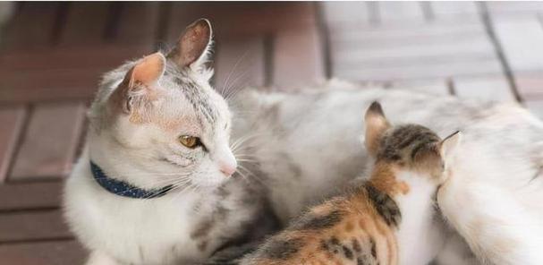 母猫是否会抛弃小猫（探究母猫对小猫的保护和离弃）