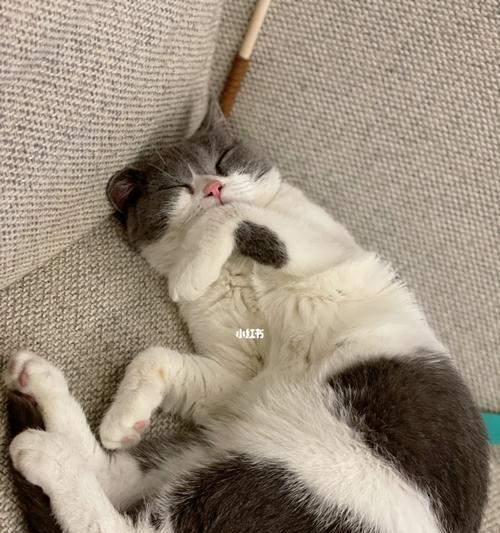 母猫是否会抛弃小猫（探究母猫对小猫的保护和离弃）