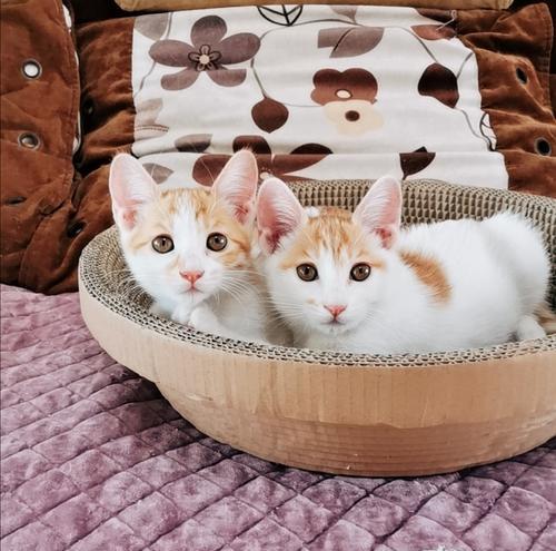 母猫如何教小猫使用猫沙（探究母猫教育小猫使用猫沙的方法和技巧）