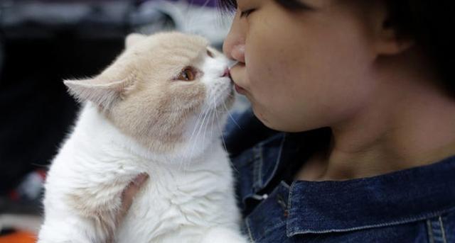 母猫是否会想念小猫（探究宠物母猫的亲情关系及其对人类的启示）