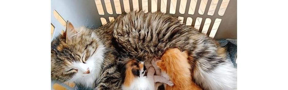 母猫与小猫出门十天生活记（宠物生活）