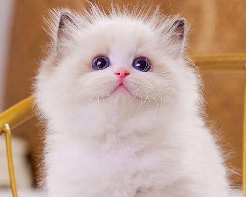 母猫与小猫出门十天生活记（宠物生活）