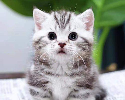 母猫与小猫出门十天生活记（宠物生活）