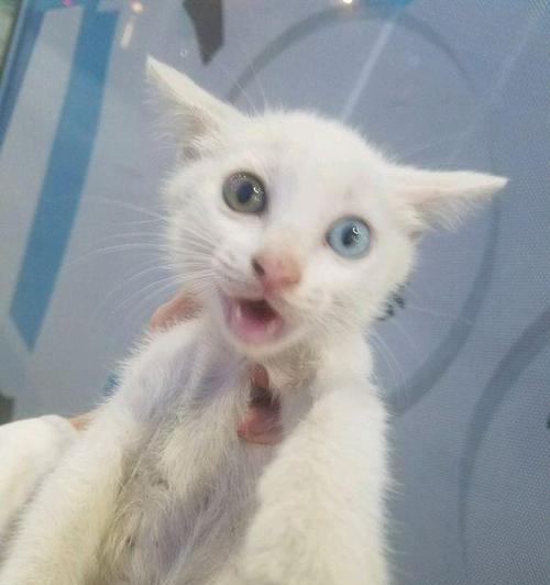 母猫送人小猫的真相（揭秘送人小猫的背后故事）