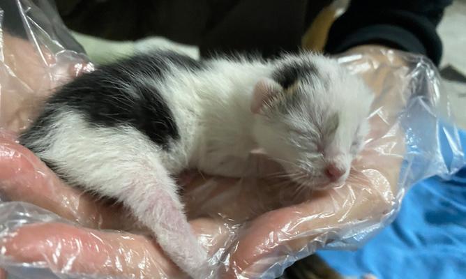 母猫送人小猫的真相（揭秘送人小猫的背后故事）