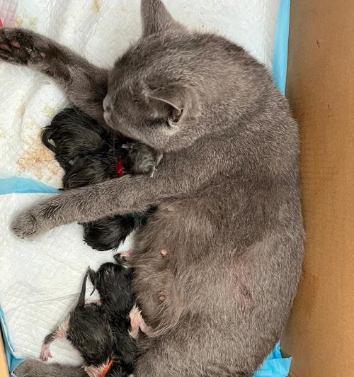 母猫生产小猫太大，该如何应对（探究母猫生产大型猫崽的原因及解决方法）