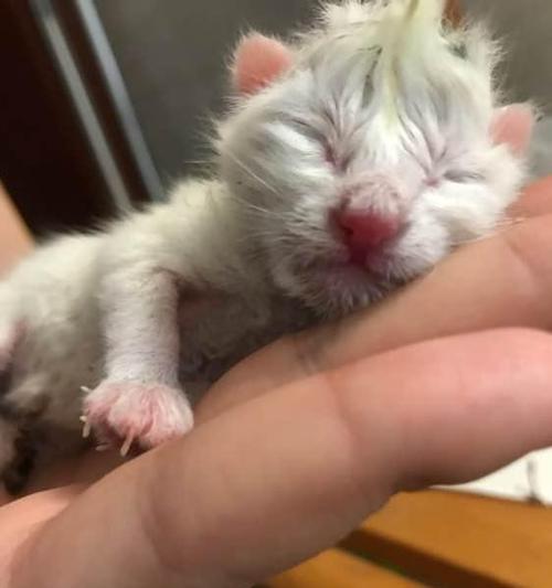 母猫生完孩子小猫死亡原因剖析（探究母猫产后护理的重要性）