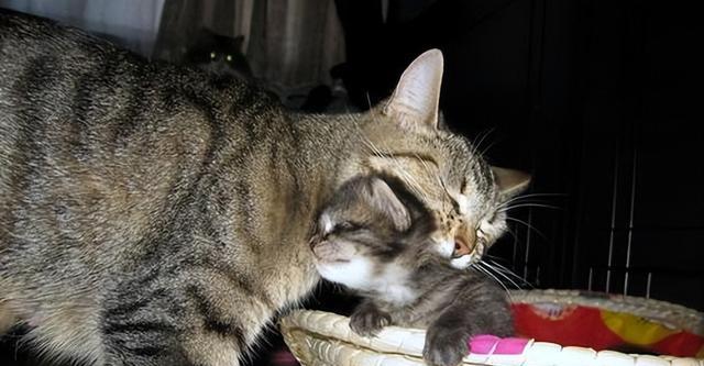 母猫生完孩子小猫死亡原因剖析（探究母猫产后护理的重要性）