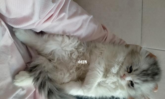 母猫生完小猫后屁股流的原因与解决方法（宠物爱好者必读）