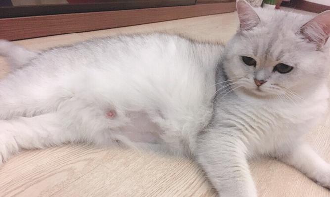 母猫为何频繁打小猫（小猫行为惹母猫不满）