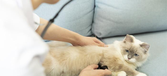 探究母猫抚养小猫的心理和行为原因（探究母猫抚养小猫的心理和行为原因）