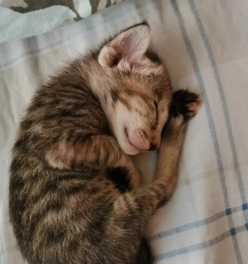探究母猫抚养小猫的心理和行为原因（探究母猫抚养小猫的心理和行为原因）