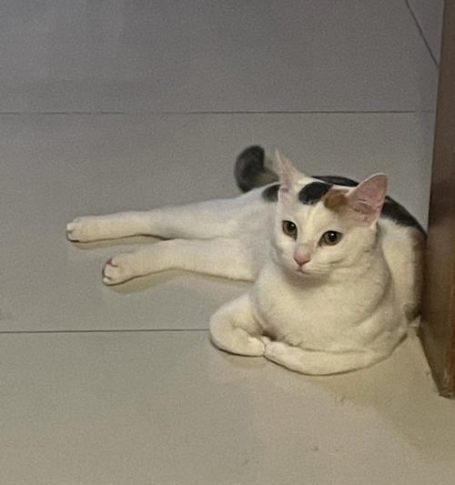母猫的守护（母爱无疆）