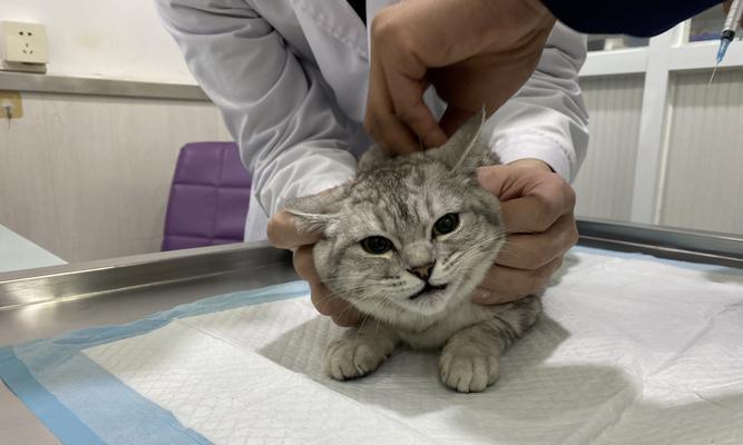 母猫的守护（母爱无疆）