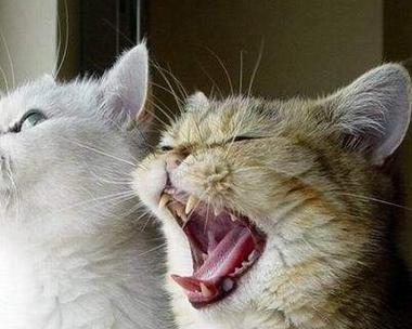 母猫嫌弃小猫应该怎么办（教你如何让母猫接纳小猫）