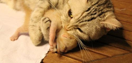 母猫嫌弃小猫应该怎么办（教你如何让母猫接纳小猫）