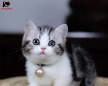 母猫凶猫怎么办（宠物养成）