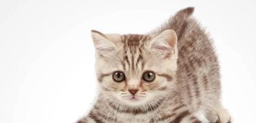 母猫想吃小猫（如何避免母猫伤害小猫）